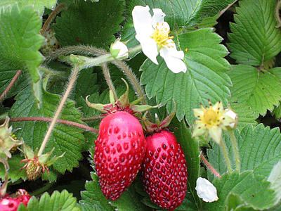 Strawberry Germination