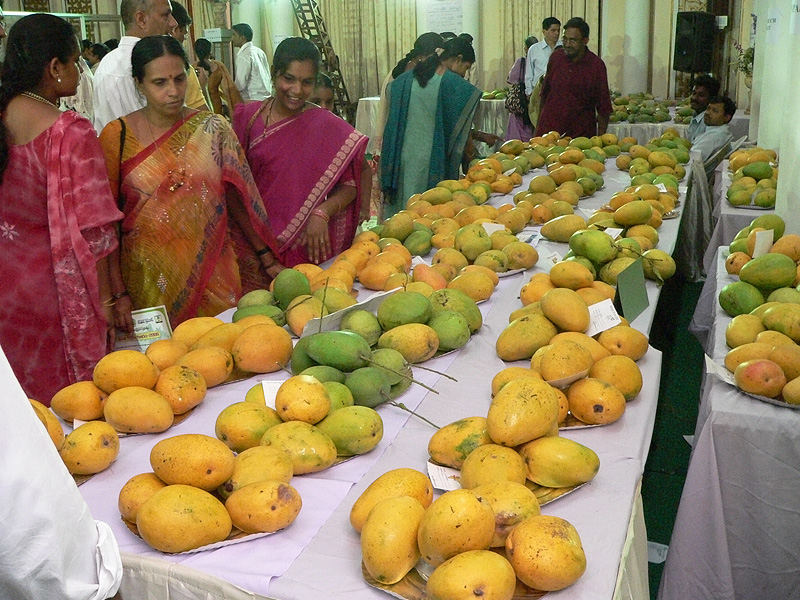 Smart Life World Hyderabad Mango Competition