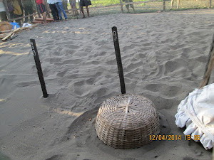 The "Turtle hatchery" covered with a basket.