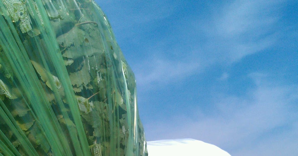 viticulture Vine Covers for Table Grapes