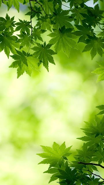 iPhone 5 Wallpaper Green Maple Leaves