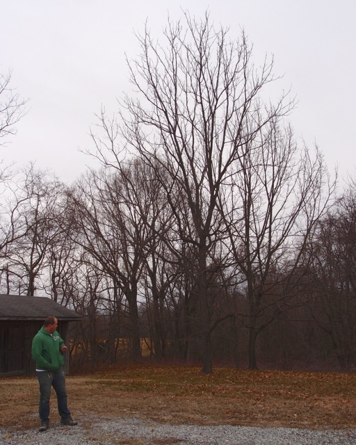 Black Walnut Slated for Removal