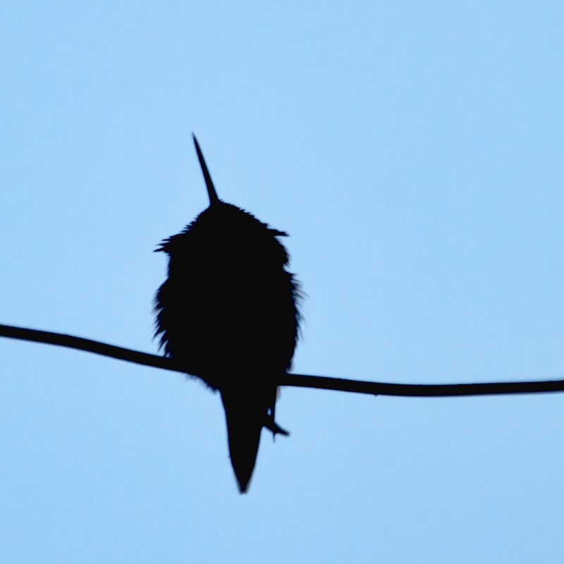 sleeping hummingbird