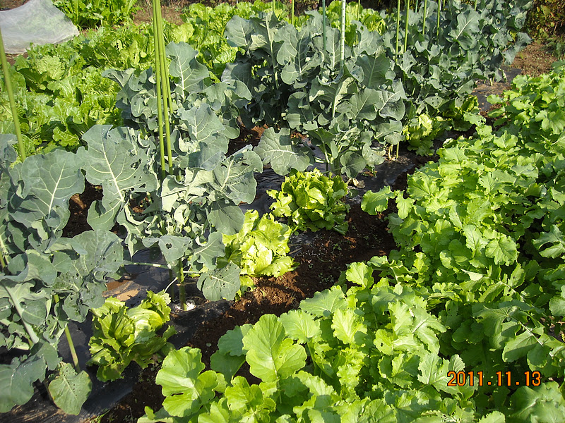 さとう家の野菜畑 ブロッコリー レタス ダイコン