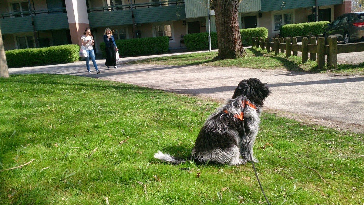 Hund lycka: april 2014