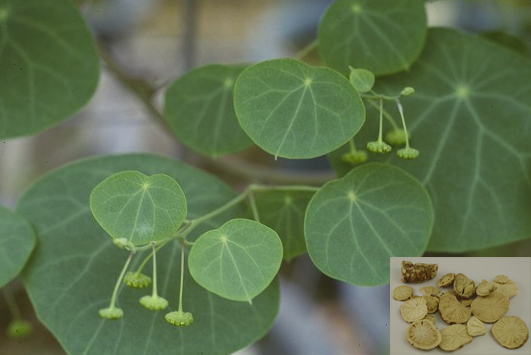 Stephania tetrandra S. Moore (Fam. Menispermaceae)