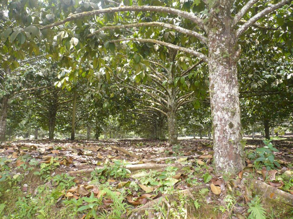 Lovin' Davao Mangosteen The Queen of Tropical Fruits