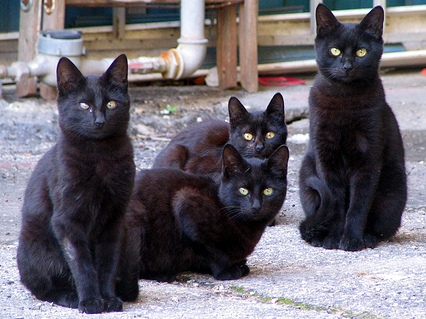 black cat black cats