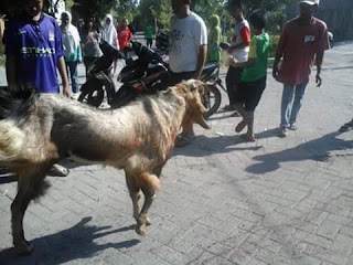 Serba Serbi Idul Adha di Gresik 11 IMG 35457977029041