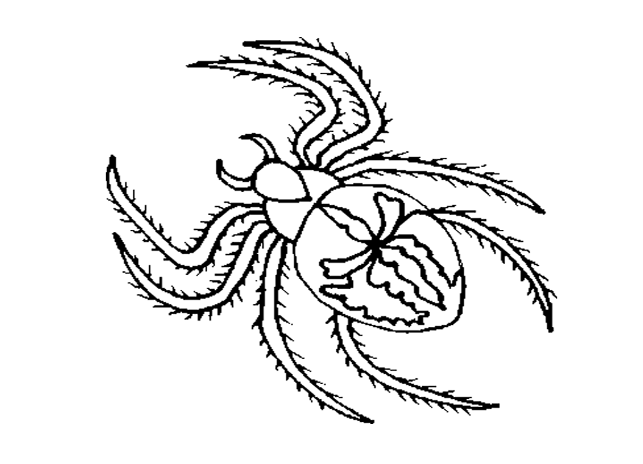 ANIMALS COLORING PAGES: Black Spider Coloring Pages Of Animals
