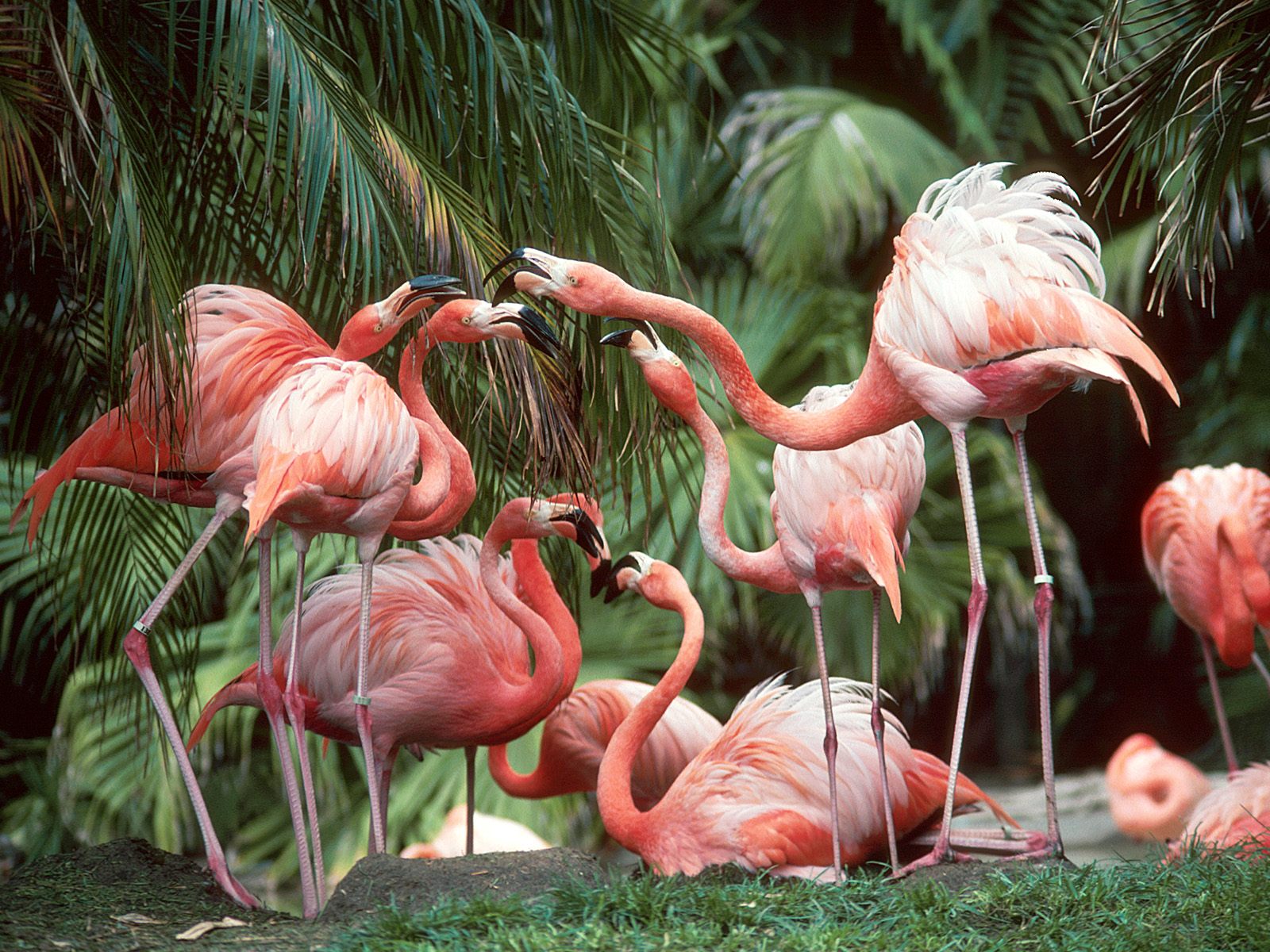 http://1.bp.blogspot.com/-QxQNdFEhiII/UEIShuBdNkI/AAAAAAAAB8c/OrikxLPOgL4/s1600/free-bird-wallpaper-1600x1200-0065.jpg