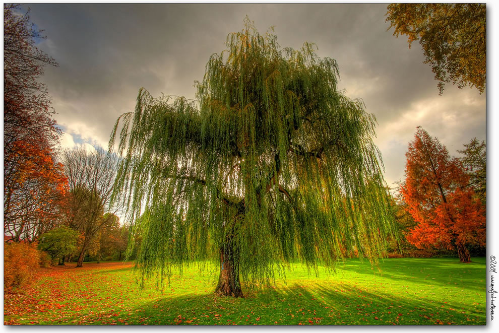 dark weeping willow