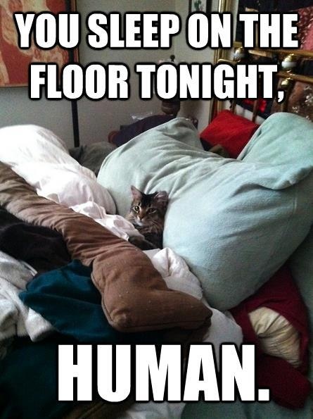 you-sleep-on-the-floor-tonight-human.jpg