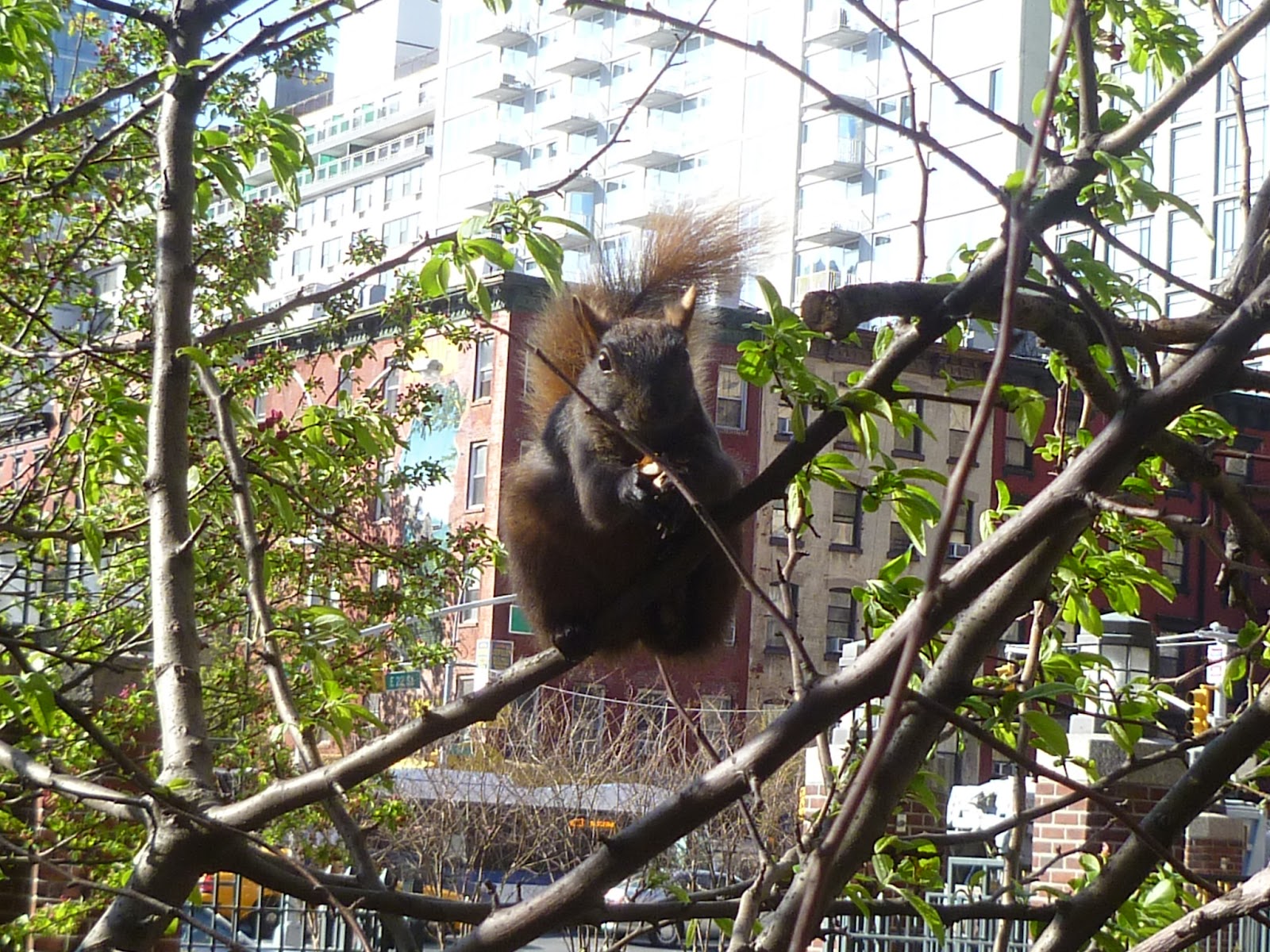 The New York Squirrel American Squirrel