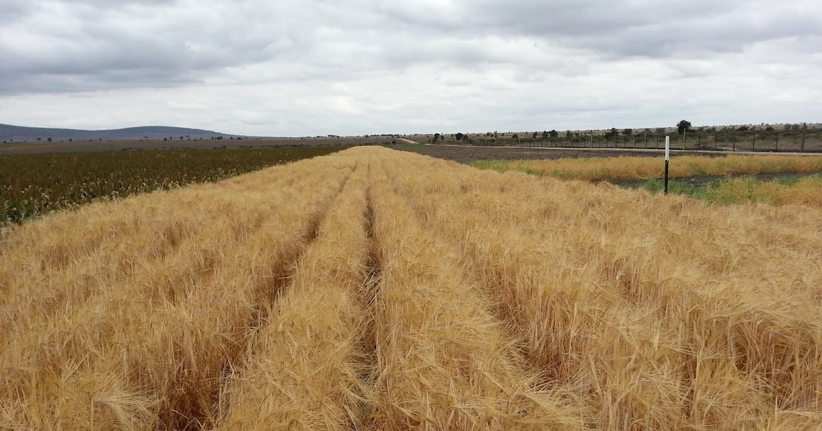 Bardens in Kenya Barley almost ready to Harvest