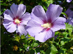 Hibiskus