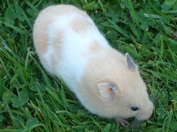 Hamster photos