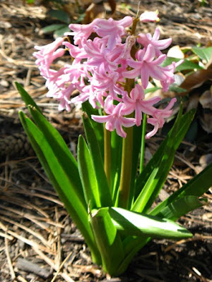 Pink hyacinth in bloom by garden muses: a Toronto gardening blog