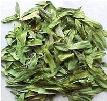 cassia angustifolia leaves