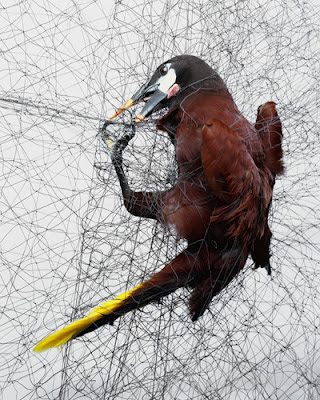 redes de niebla y pajaros