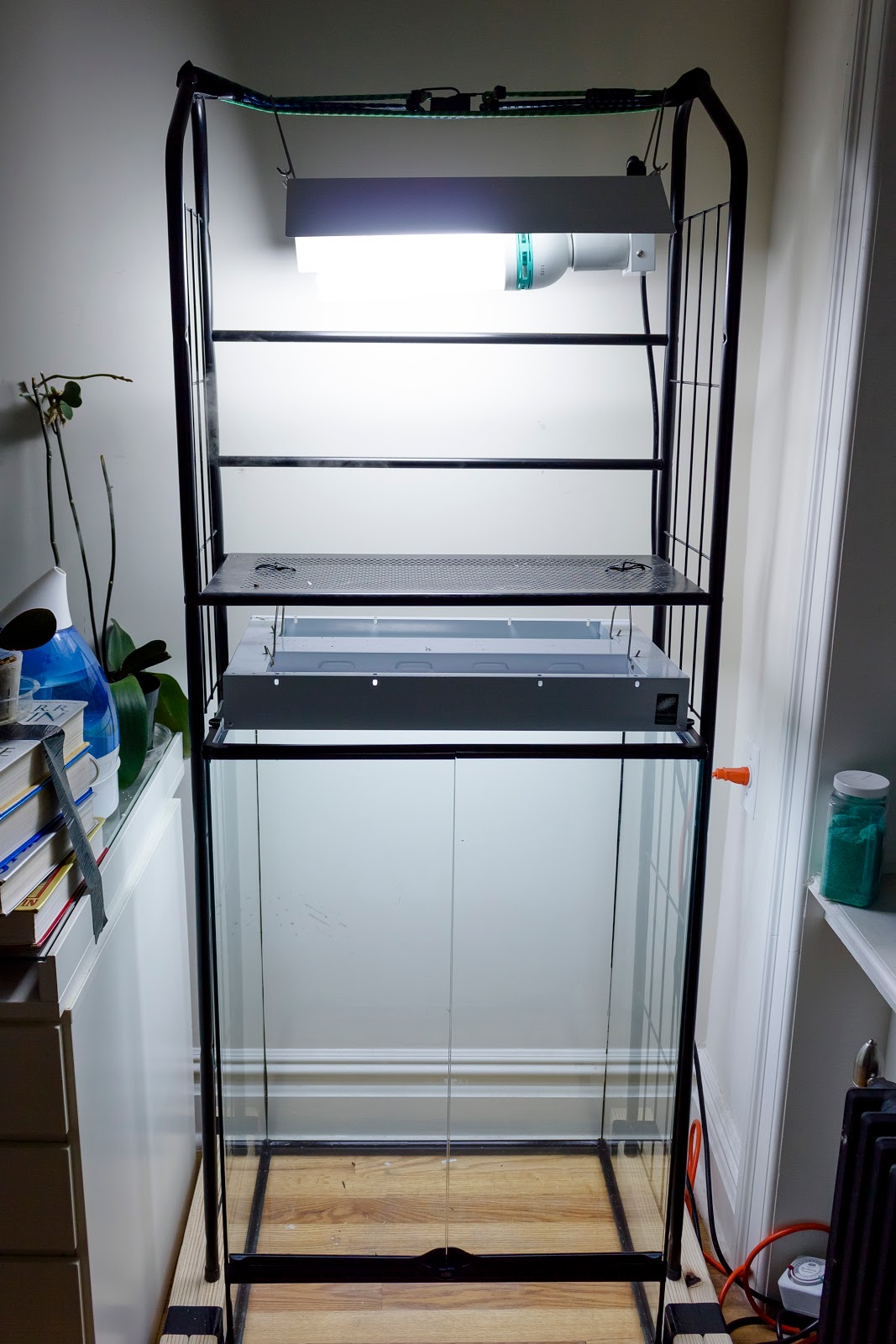 Maria's Orchids Setting up a terrarium for orchids