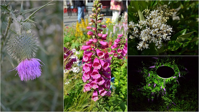 [Image: sac-hoa-mua-he-chau-au-7.jpg]