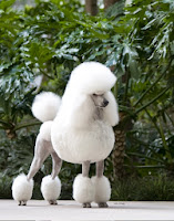 Poodles Caniche