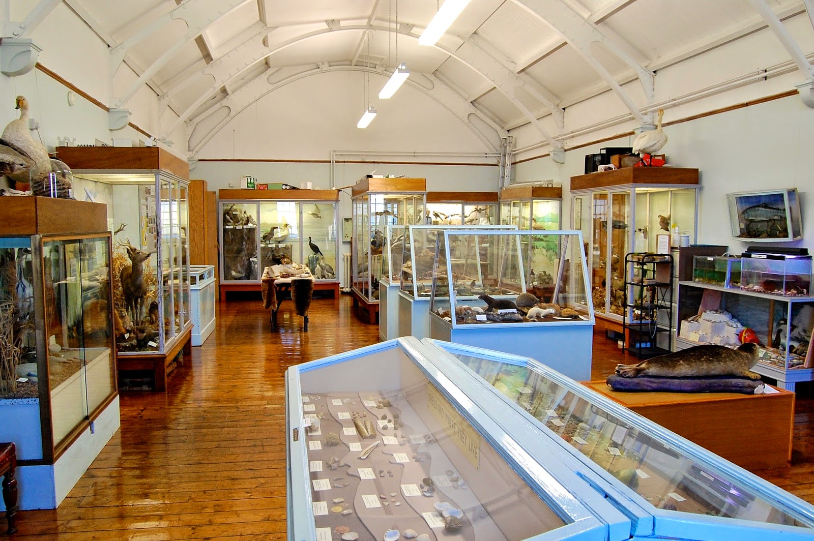 Flora and fauna at Bute Museum