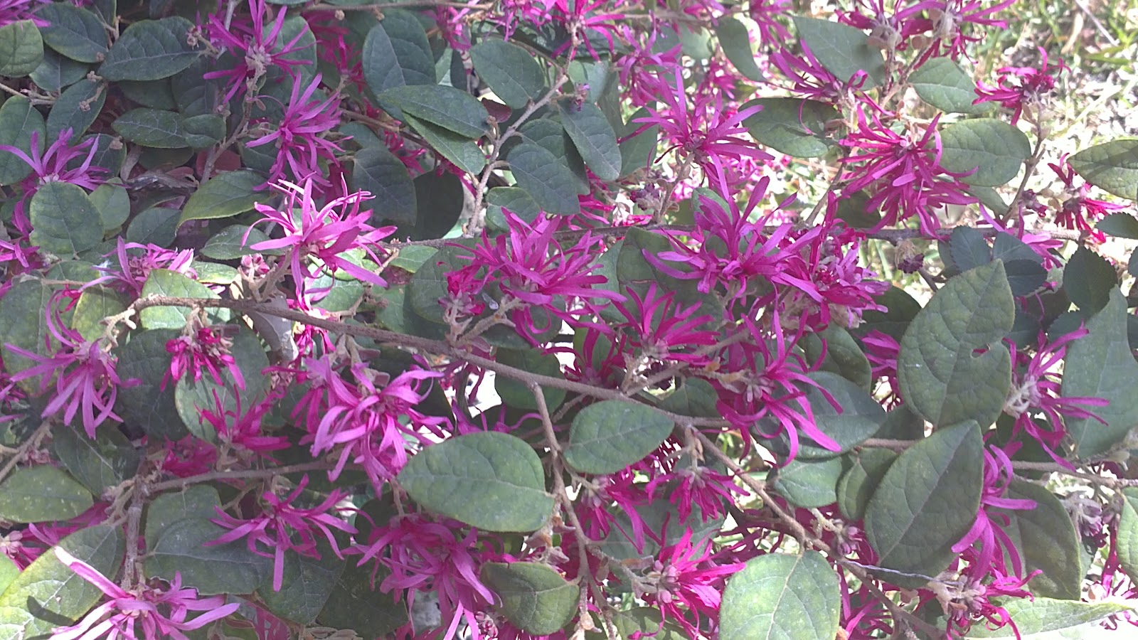 Loropetalum Chinese Fringe Flower Shrubs