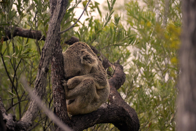 wild koala on forts walk magnetic island wild koala on forts walk magnetic island