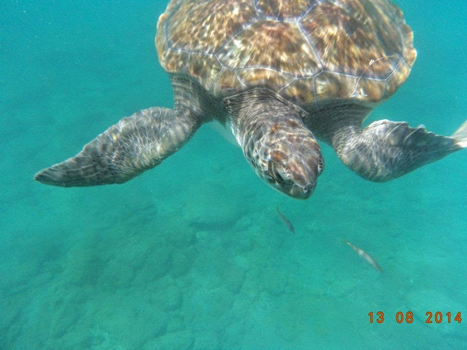 Canarian Sea Schnorcheln Mit Den Schildkroten Aber Bitte Richtig