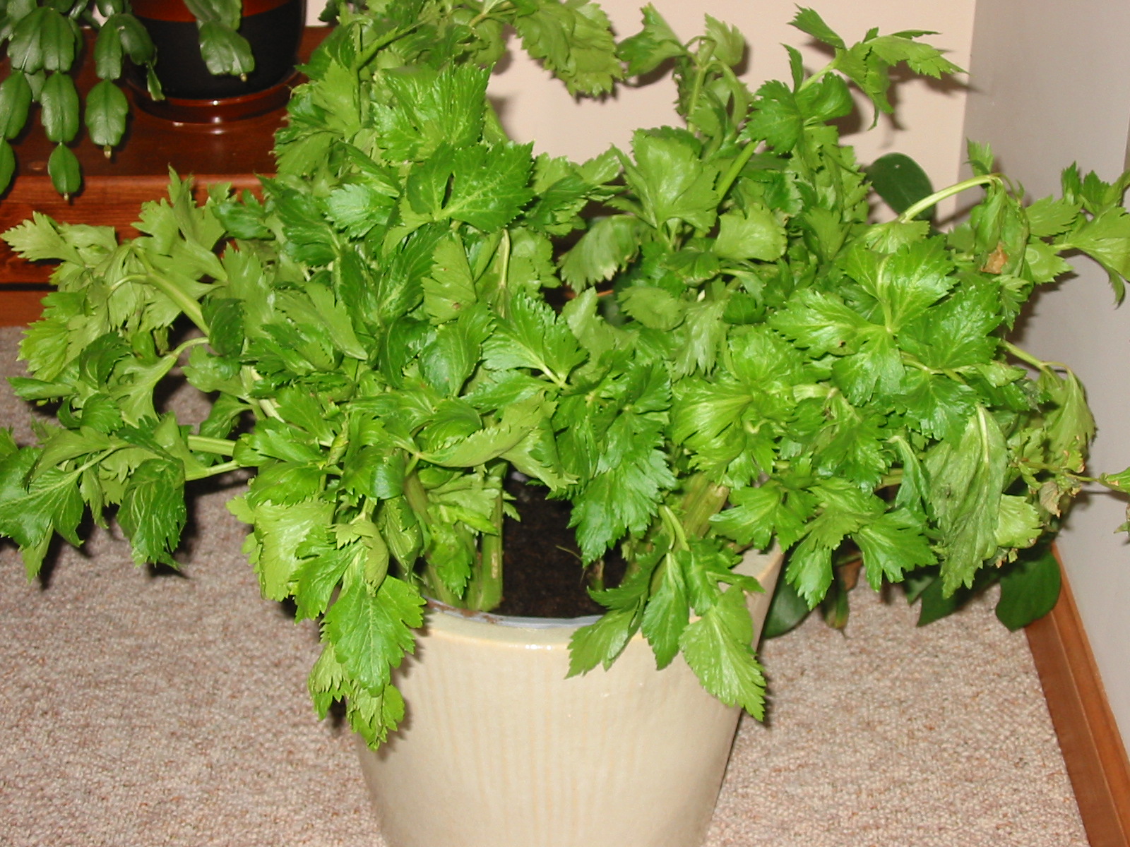 Fitzgerald's Family Farm Celery As A House Plant?