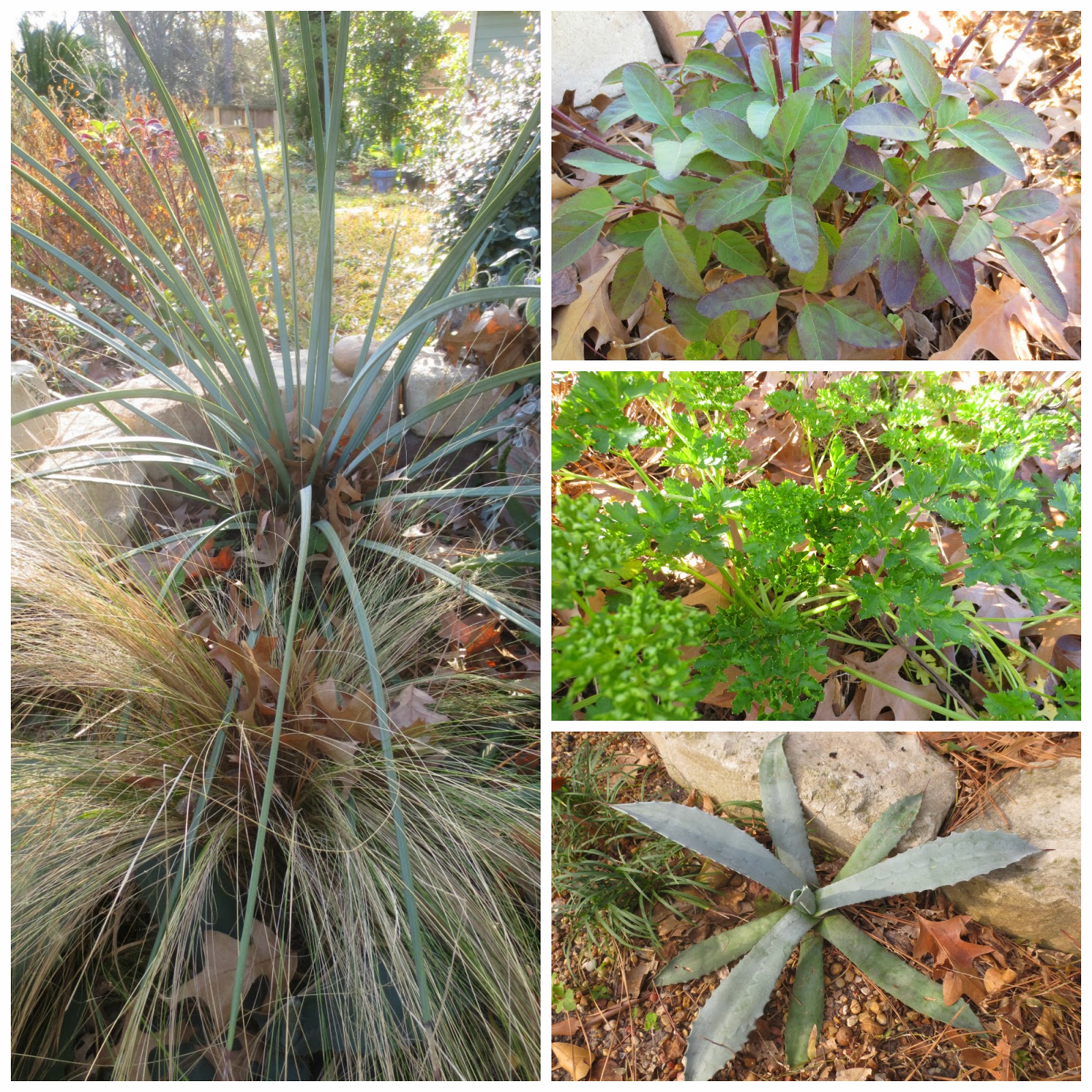 Tropical Texana The TEXAS COTTAGE GARDEN 50 PLANTS THAT LOOK GOOD ALL WINTER (Part 1)