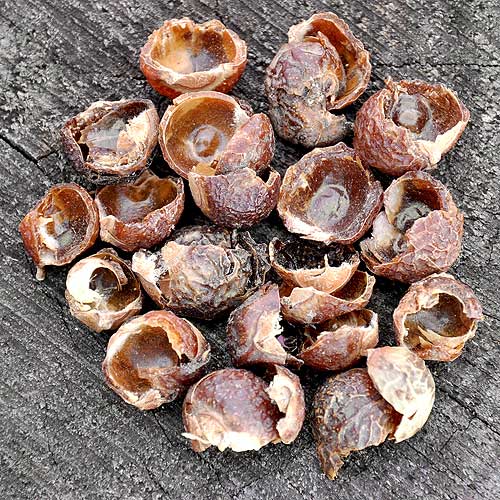 Fili Tuttugum Yerden Bir De Ben Tarif Edeyim Sabun Cevizi Nasil Kullanilir Soapnut