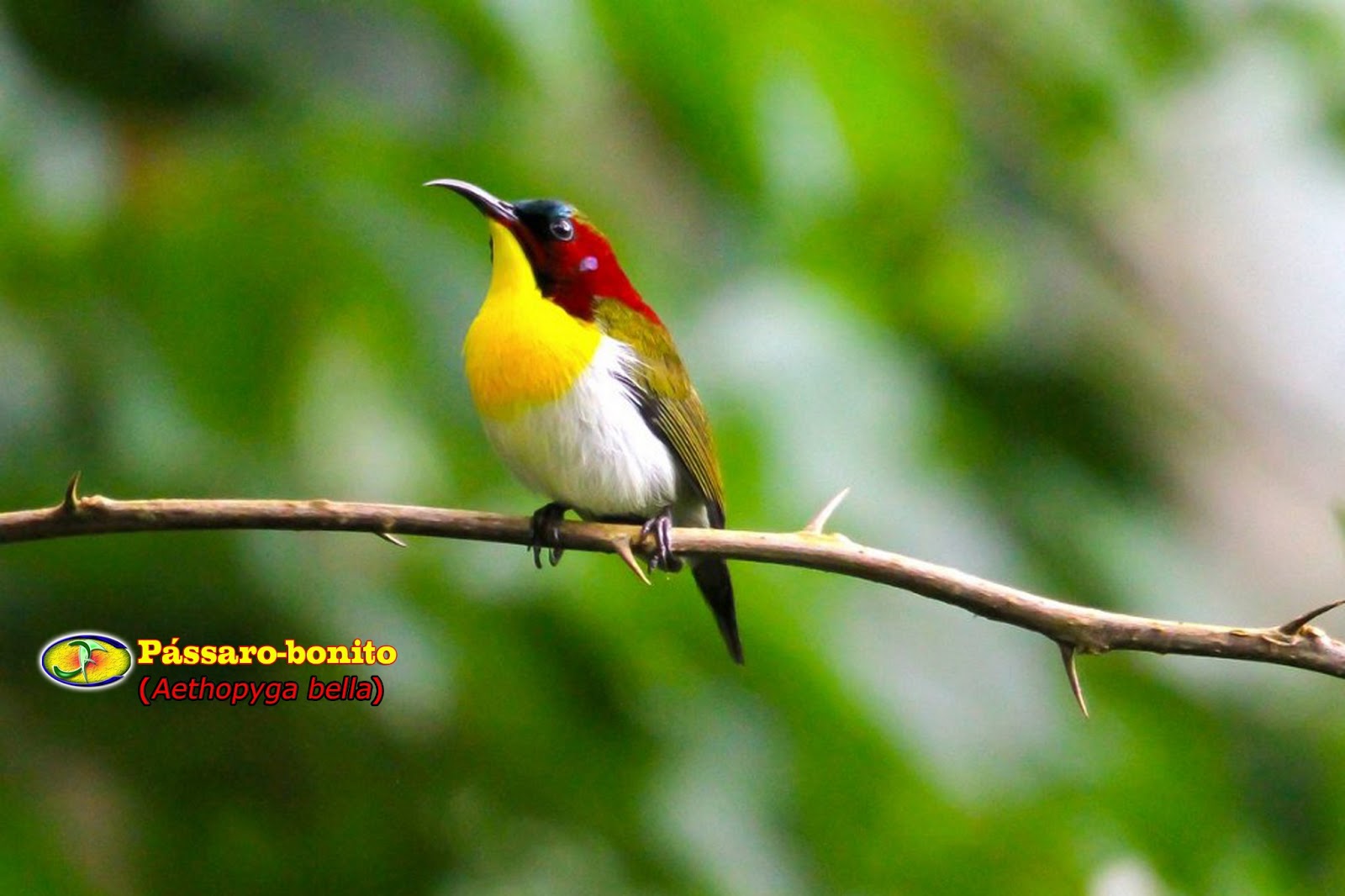 Zoologia Pássarobonito (Aethopyga bella)