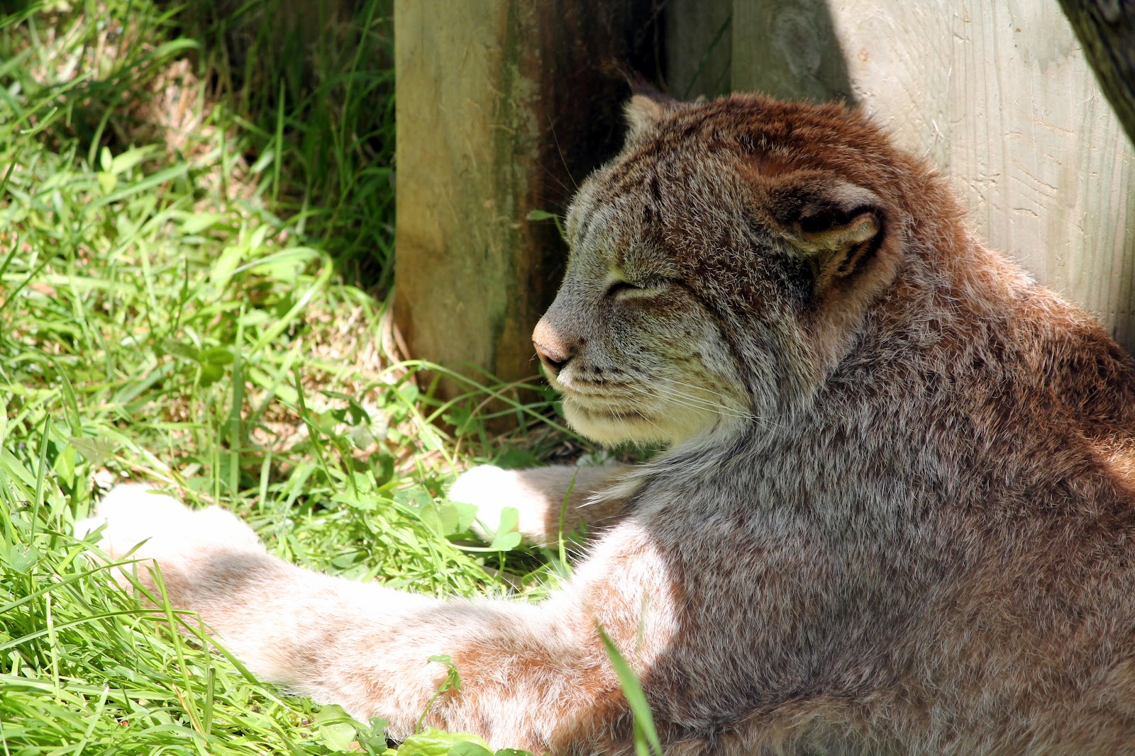 Saindonésie Apprécier la faune du Québec