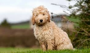 13+ Cacapoopoo Dog PNG