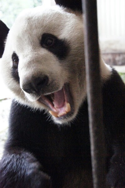Love Panda Kouhin Xingbang 幸浜 Moved From Adult Area To No 14 Crbgpb