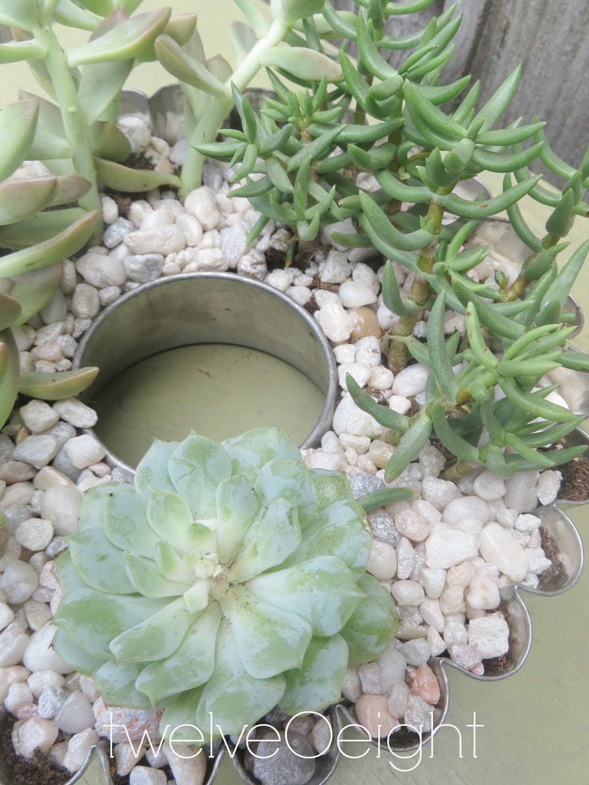 Diy Succulents | diy succulent container garden Diy Succulents | diy succulent container garden