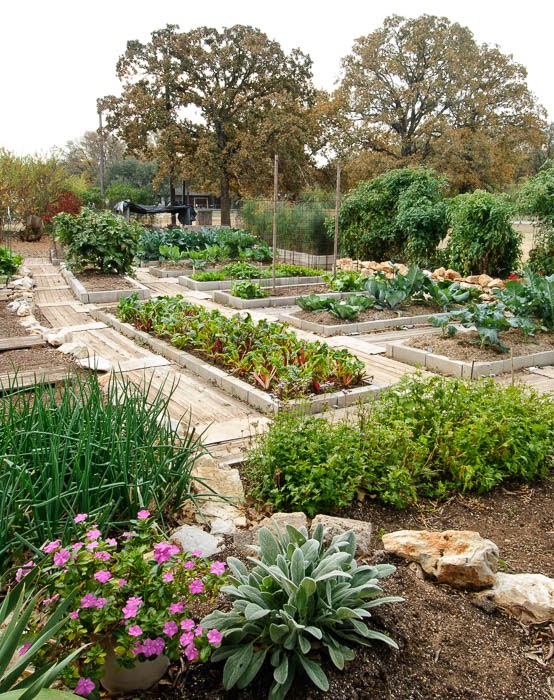 Central Texas Horticulture Preparing For The Fall Garden