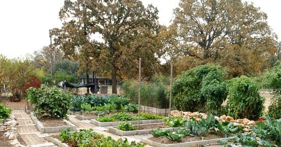 Central Texas Horticulture: Preparing for the Fall Garden