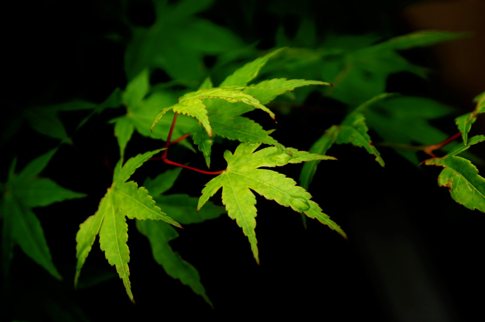 Chlorophyll CHLOROPHYLL,The Nature's Green Magic