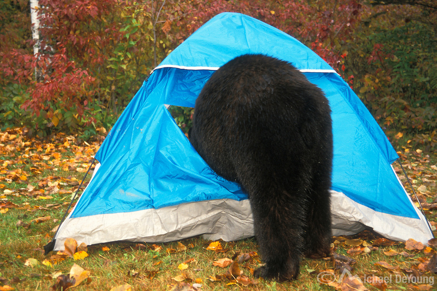 Cache Valley Eborns Hinckley Scout Ranch Days Not To Be