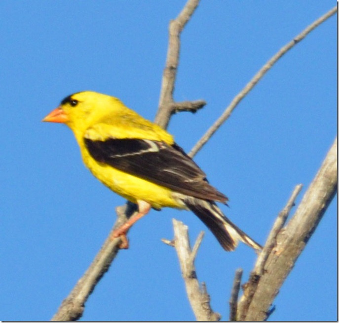 top 28 yellow bird with black and wings vireo bird top 28 yellow bird with black and wings vireo bird