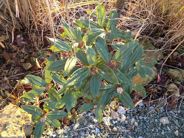 Roses Du Jardin Cheneland Viburnum Bodnantense Dawn