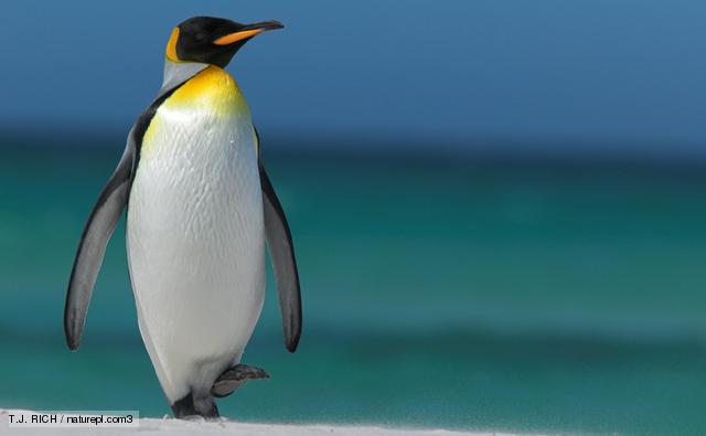 Animal Zoo Life: penguin,penguins,original penguin,penguin clothes,the