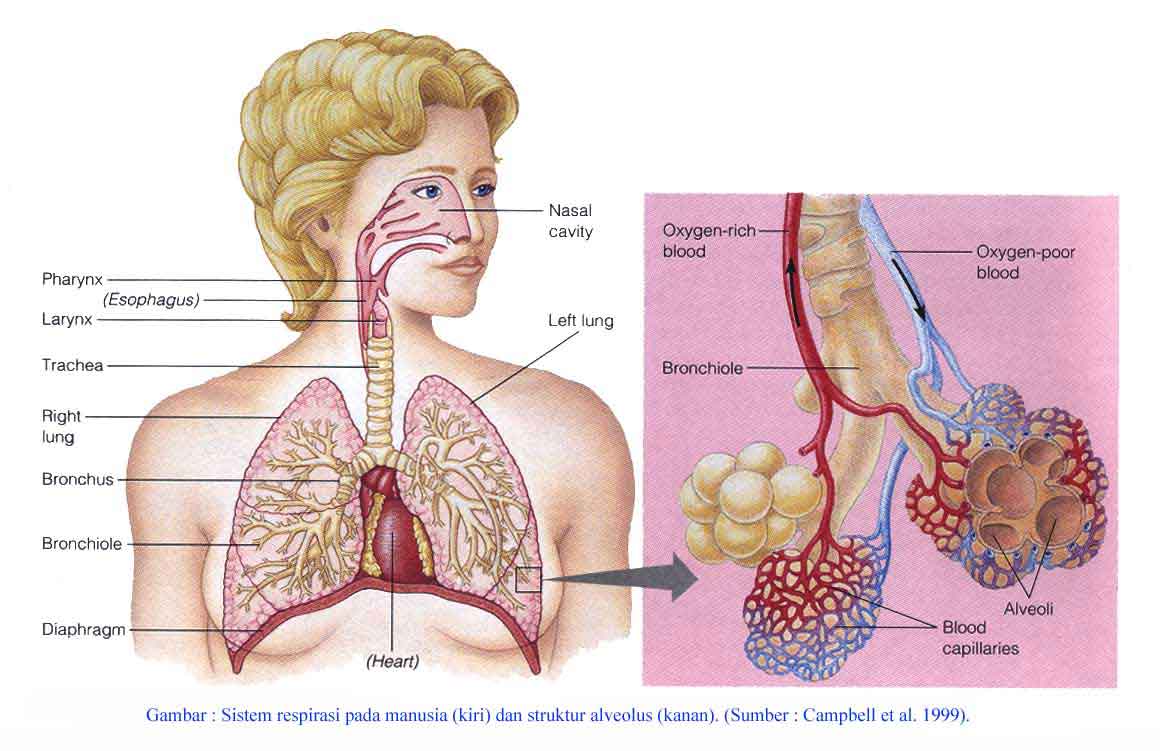 AYO BELAJAR IPA Organ Tubuh Manusia dan Hewan