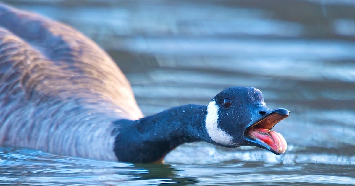 Back in the U.S.A. Goose Tongue