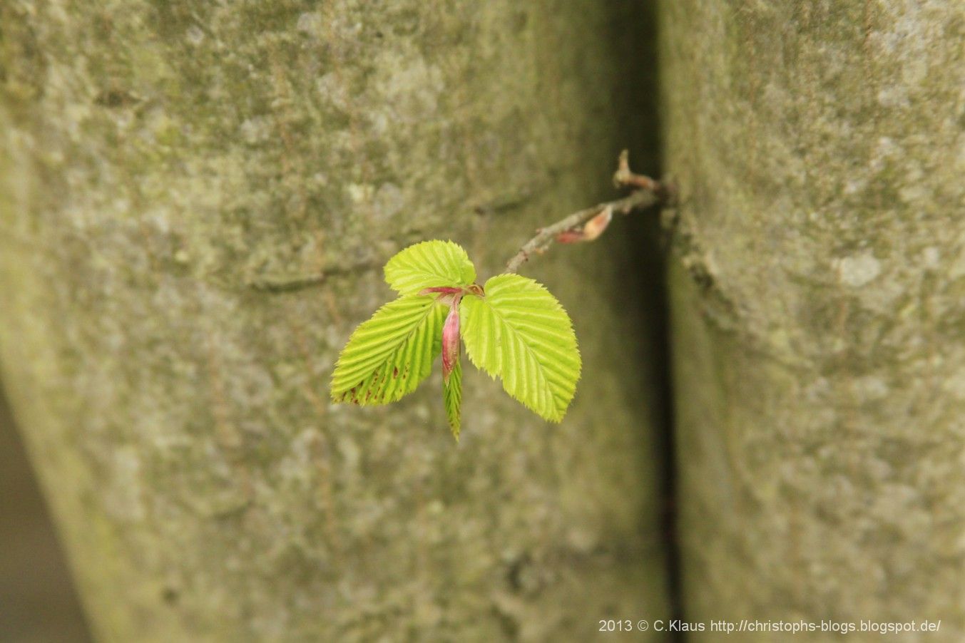 Meine Gedichte Fruhling In Wald