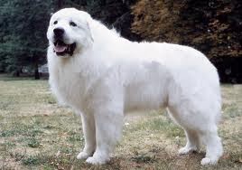 large white furry dog